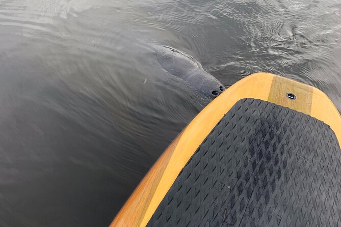 Orlando Manatee and Olde Florida History Adventure Tour - The river lesson: 310 miles, 12 counties, and local habitat talk