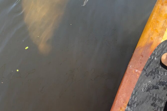 Orlando Manatee and Olde Florida History Adventure Tour - Price and value: what $65 buys you on a private river outing