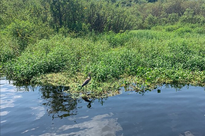 Orlando Manatee and Olde Florida History Adventure Tour - Who this tour fits best (and who should plan differently)