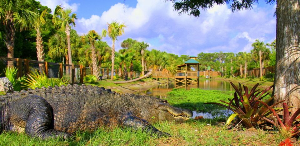 Orlando: Wild Florida Park Ticket and Gator Shows - Petting-farm time: feeding animals the safe, kid-friendly way