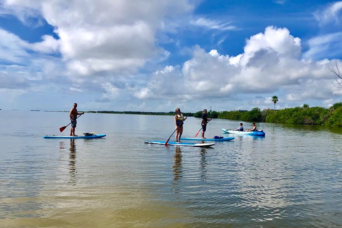Paddle Board or Kayak Eco Dolphin Manatee Tour - Getting there by 9am: meeting point, timing, and what to bring