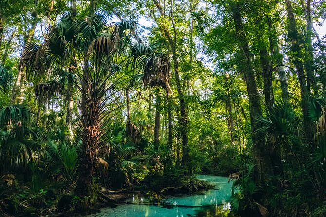 Rainbow Springs: Clear Kayak & Snorkel Eco Tour - Indian River Creek hop-off: a short break that makes the whole paddle better