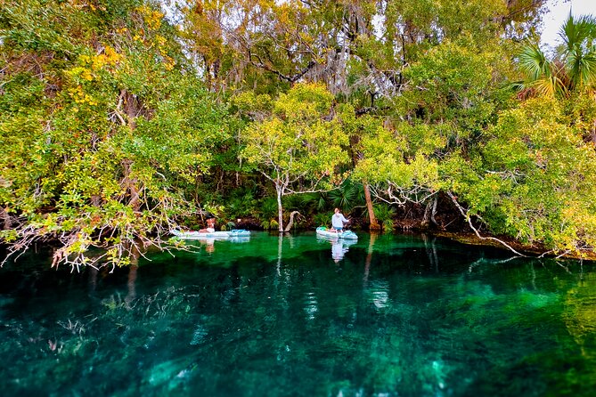 Rainbow Springs Paddle Board Tour - Wildlife you can actually look for (without turning it into a safari)