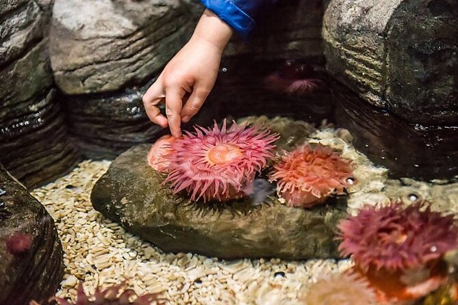 SEA LIFE Orlando Aquarium Admission Ticket at ICON Park - Photo services and touch-pool reality checks