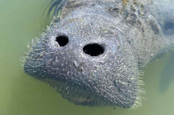 Self-Guided Kayaking Manatee and Dolphin Tour - Gear Delivery: The Convenient Part (and the One Detail to Watch)