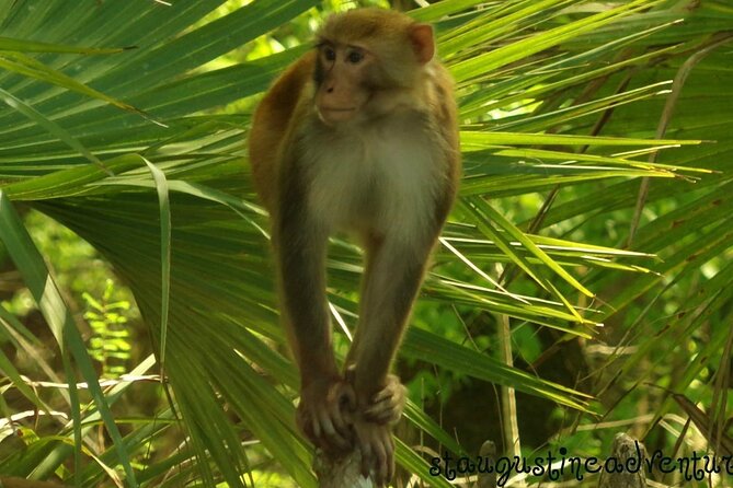 Silver Springs Clear Kayak Manatee, Monkey & Wildlife Adventures - Why Silver Springs Looks Different From a Clear Kayak