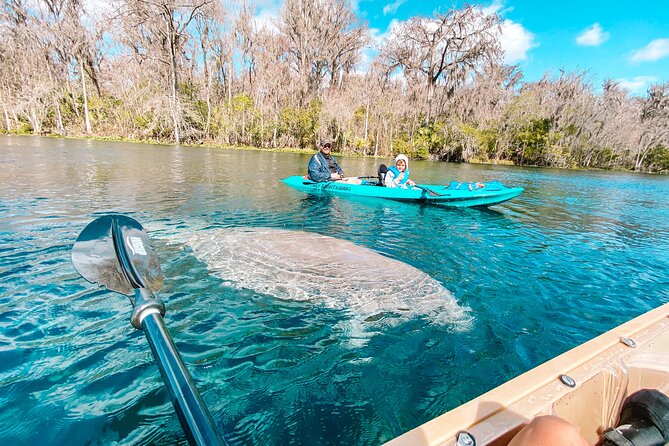 Silver Springs Glass Bottom Kayak Tour - Silver Springs State Park: What makes this glass-bottom kayak trip special