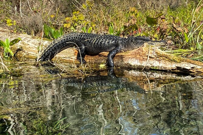 Silver Springs Glass Bottom Kayak Tour - Gear, group size, and physical demands (the reality part)