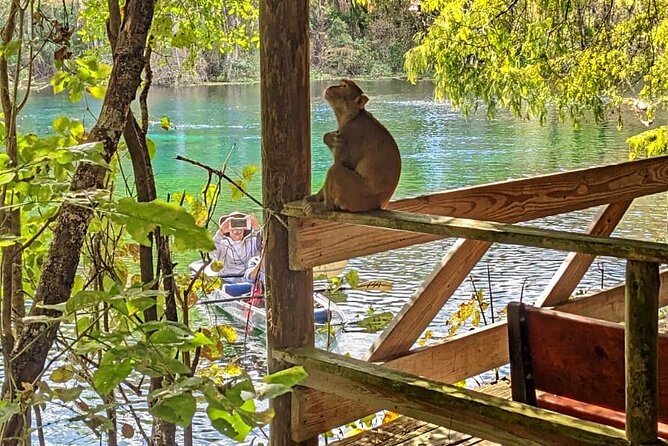 Silver Springs Jungle Kayaking and Paddleboarding - Key things to know before you go