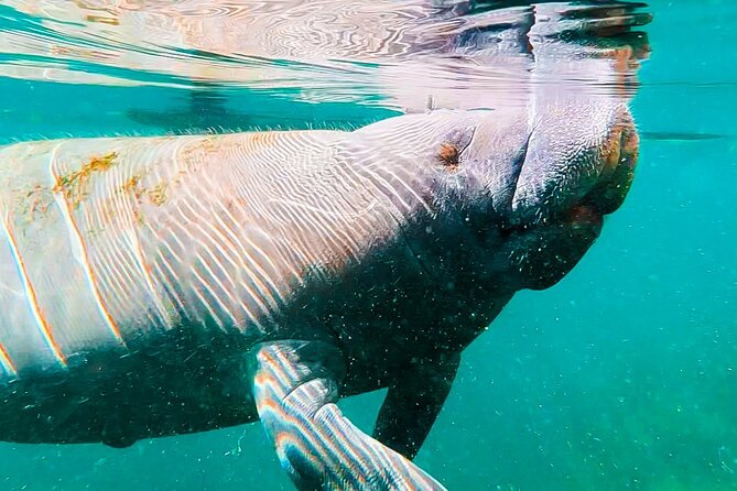 Silver Springs Manatee & Monkeys Paddle Board Tour - Silver Springs Paddle Board Tour in Plain Words