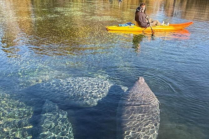 Silver Springs Premium Florida Wildlife Experience! - Wildlife Encounters: What You Might See (and How to Read the Water)
