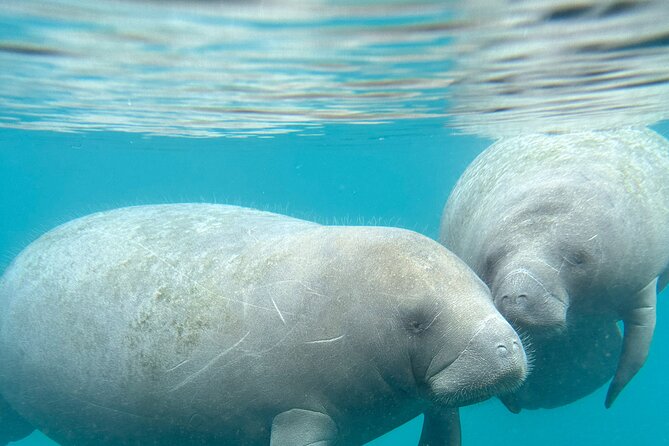 Silver Springs Self Guided Clear Kayak Rentals - Clear Kayak, Real Wildlife, No Guide: The Core Experience