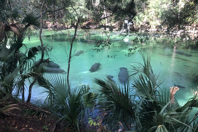 Small Group Manatee Discovery Kayak Tour near Orlando - Key points before you go