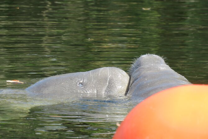 Small Group Manatee Discovery Kayak Tour near Orlando - Pacing, group size, and how much effort you need