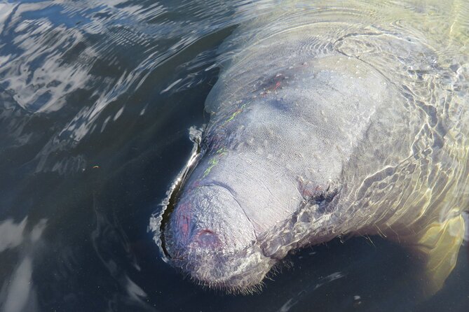 Small Group Manatee Discovery Kayak Tour near Orlando - Where the tour starts and what to expect at the check-in