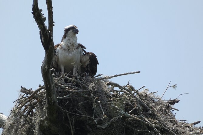 Small Group Scenic Wekiva River Kayak Tour near Orlando - Wildlife on the Wekiva: what you’re likely to see (and how to enjoy it)