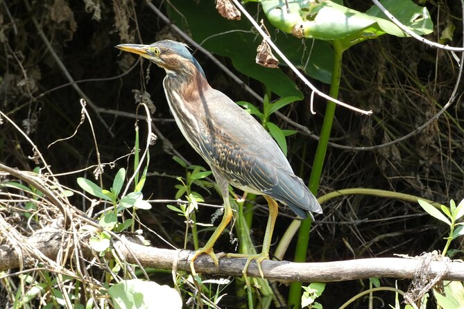 Small Group Scenic Wekiva River Kayak Tour near Orlando - Paddling back: what the return feels like
