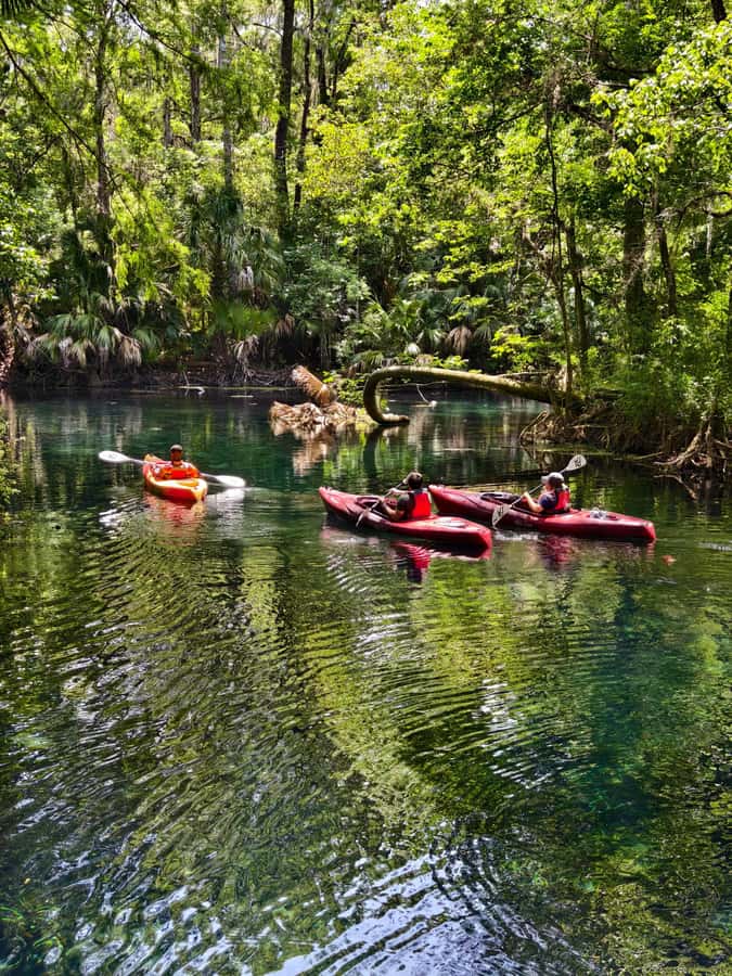 Small Group Silver Springs State Park Day Tour from Orlando - Mammoth Spring and that I-was-not-expecting-this moment