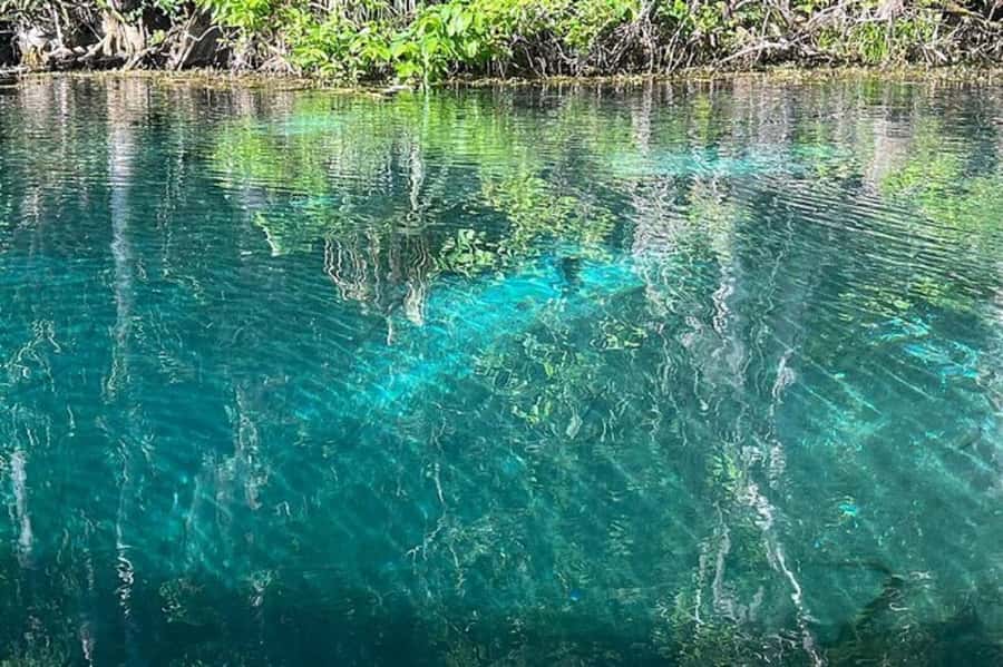 Small Group Silver Springs State Park Day Tour from Orlando - Glass-bottom boat: underwater props, fish, and real artifacts