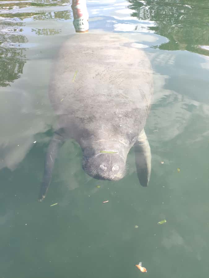 Small Group Silver Springs State Park Day Tour from Orlando - Animals, manatees, and what you can actually watch for