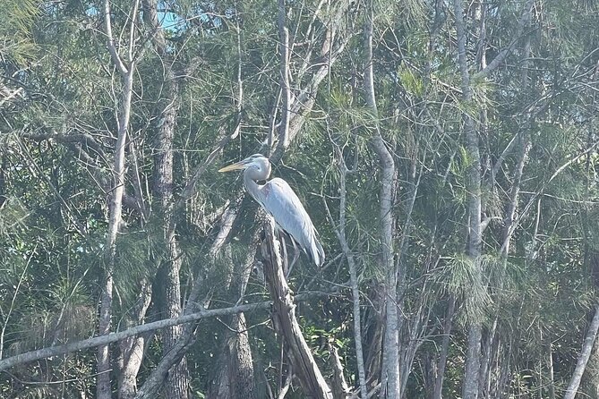 Space Coast Manatee & Coastal Wildlife Kayak Tour - Paddling near Merritt Island and the Indian River Lagoon