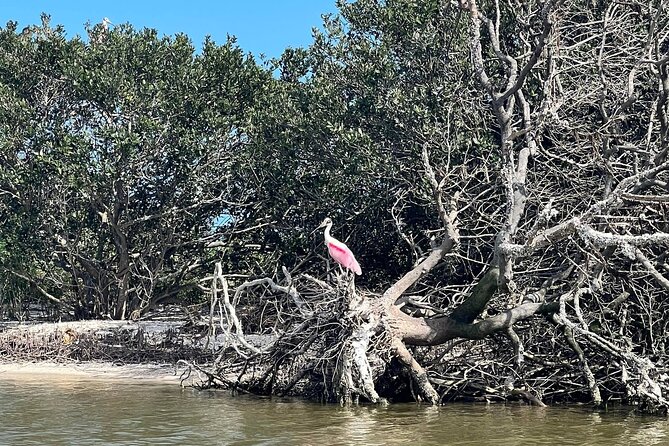 Space Coast Manatee & Coastal Wildlife Kayak Tour - Meeting at Haulover Canal Kayak Launch (and returning the same way)