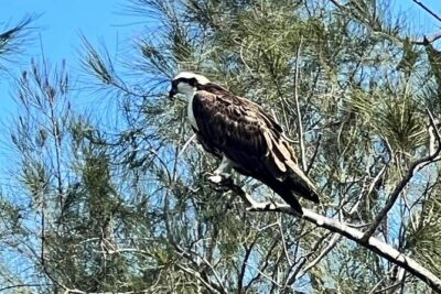 Space Coast Manatee & Coastal Wildlife Kayak Tour - Gear and safety equipment, plus what to bring yourself