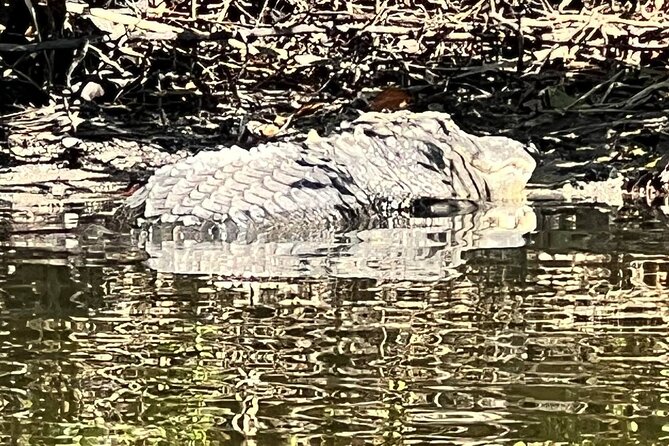 Space Coast Manatee & Coastal Wildlife Kayak Tour - Weather rules and what to do if the day turns