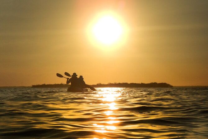 Sunset Bioluminescence Tour - Wildlife on the route: birds first, and the water-life bonus