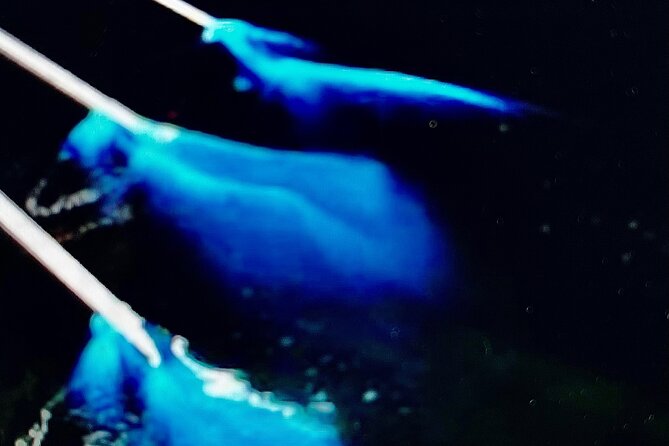 Sunset Bioluminescent Comb Jelly & Dolphin Tour - Meeting points, time, and how to dress for night water