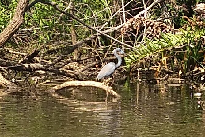 Sunset kayaking tour at Manatee Cove with Manatee & Dolphin sightings - What you are really paying for: $55 and the value math
