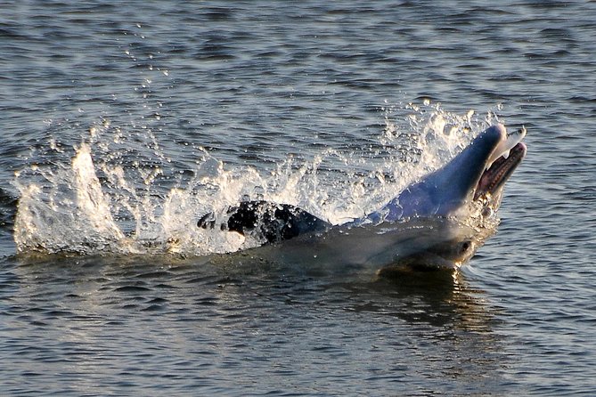 Sunset Tour Mangrove, Dolphins, Manatee #1 Rated in Cocoa Beach - Dolphins and manatees: how to think about sightings
