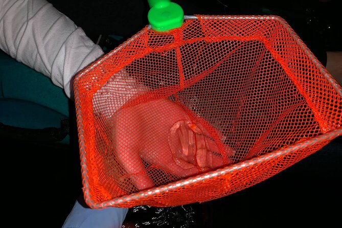 Thousand Islands Bioluminescent Kayak Tour with Cocoa Kayaking! - Comfort and Small-Group Dynamics