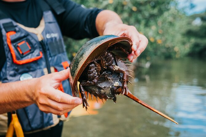 Thousand Islands Mangrove Tunnel Kayak Tour with Cocoa Kayaking! - What to Bring (So Your Day Stays Comfortable)