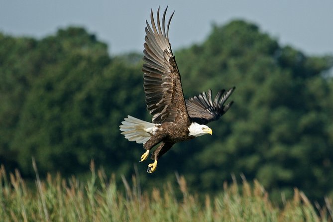 VIP Private Airboat Tour near Orlando - Key takeaways before you book
