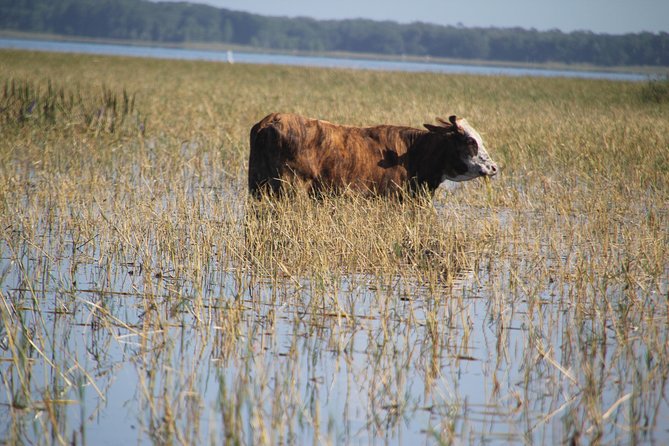 VIP Private Airboat Tour near Orlando - VIP Airboat Time in Kissimmee: What Makes It Different