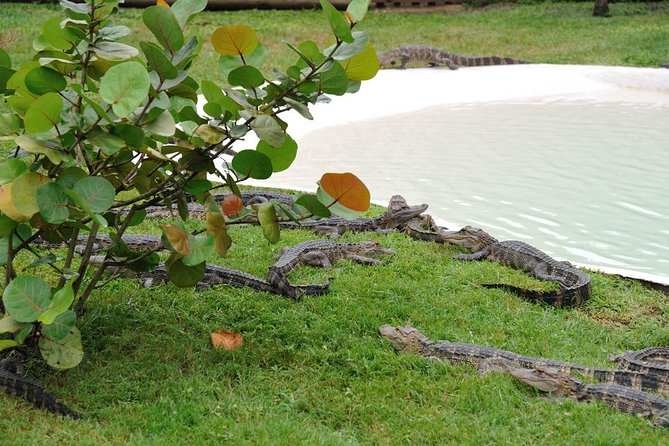 VIP Private Airboat Tour near Orlando - The private airboat ride: how the captain finds wildlife