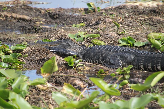 VIP Private Airboat Tour near Orlando - Food options on site: BBQ for your post-tour plans