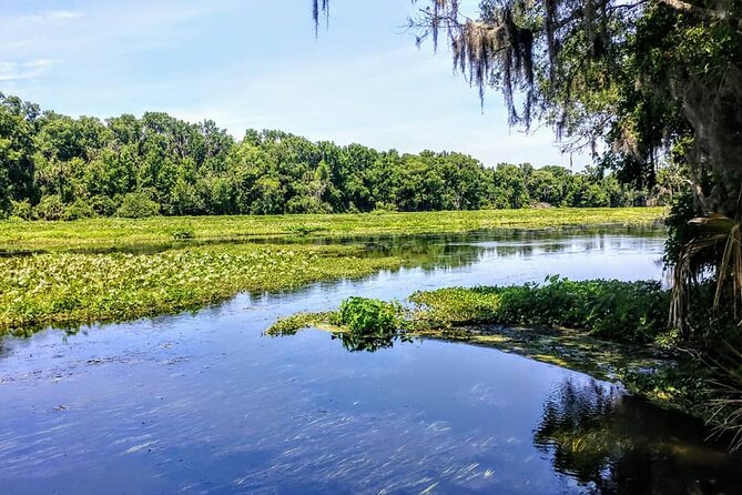 Wekiva Wildlife Kayaking Adventure Tour - Wekiva and St. Johns: Why This 2-Hour Kayak Feels Like Real Florida