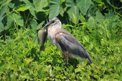 Wekiva Wildlife Kayaking Adventure Tour - Your Paddle Route: What the Lower Wekiva River Setup Gives You