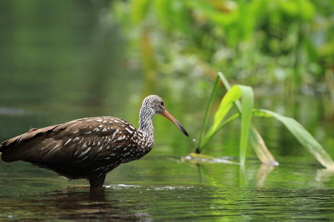 Wekiva Wildlife Kayaking Adventure Tour - Included Gear vs. What to Bring: The Stuff That Changes Your Comfort