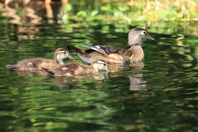 Wekiva Wildlife Kayaking Adventure Tour - Who This Kayak Tour Fits Best