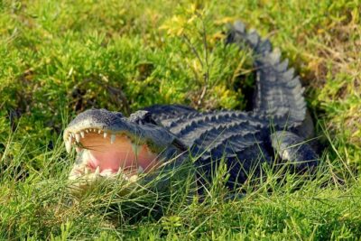 Wild Florida Adventure Package Tour with Hotel Pickup & Lunch - Everglades airboat rides: 30 vs 60 minutes for gators and birds